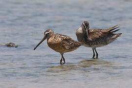 Short-billed Dowitcher