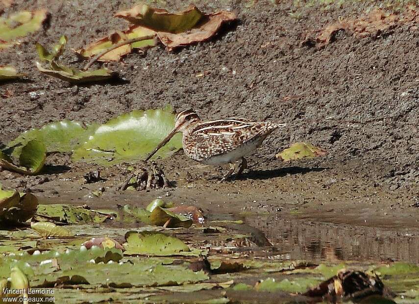 Wilson's Snipe, habitat, camouflage, pigmentation, fishing/hunting