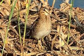 Common Snipe