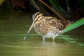 Common Snipe