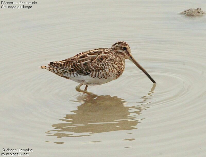 Common Snipe