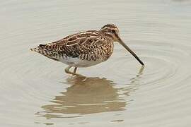 Common Snipe