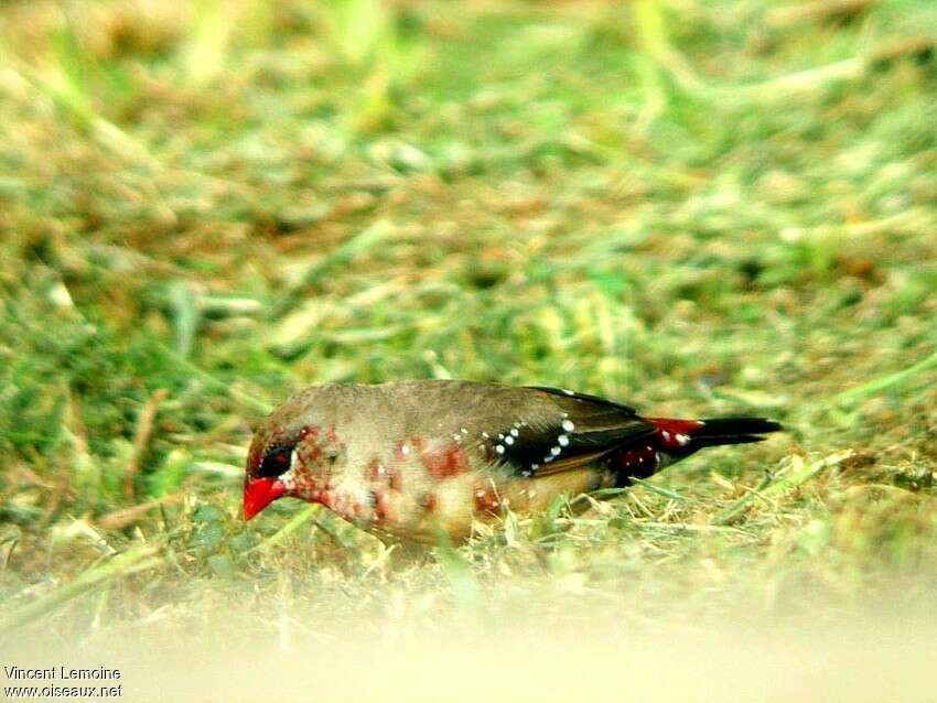 Red Avadavat male adult transition, identification