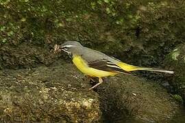 Grey Wagtail