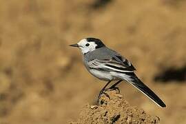 White Wagtail