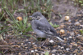 White Wagtail