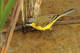 Western Yellow Wagtail