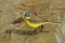 Western Yellow Wagtail