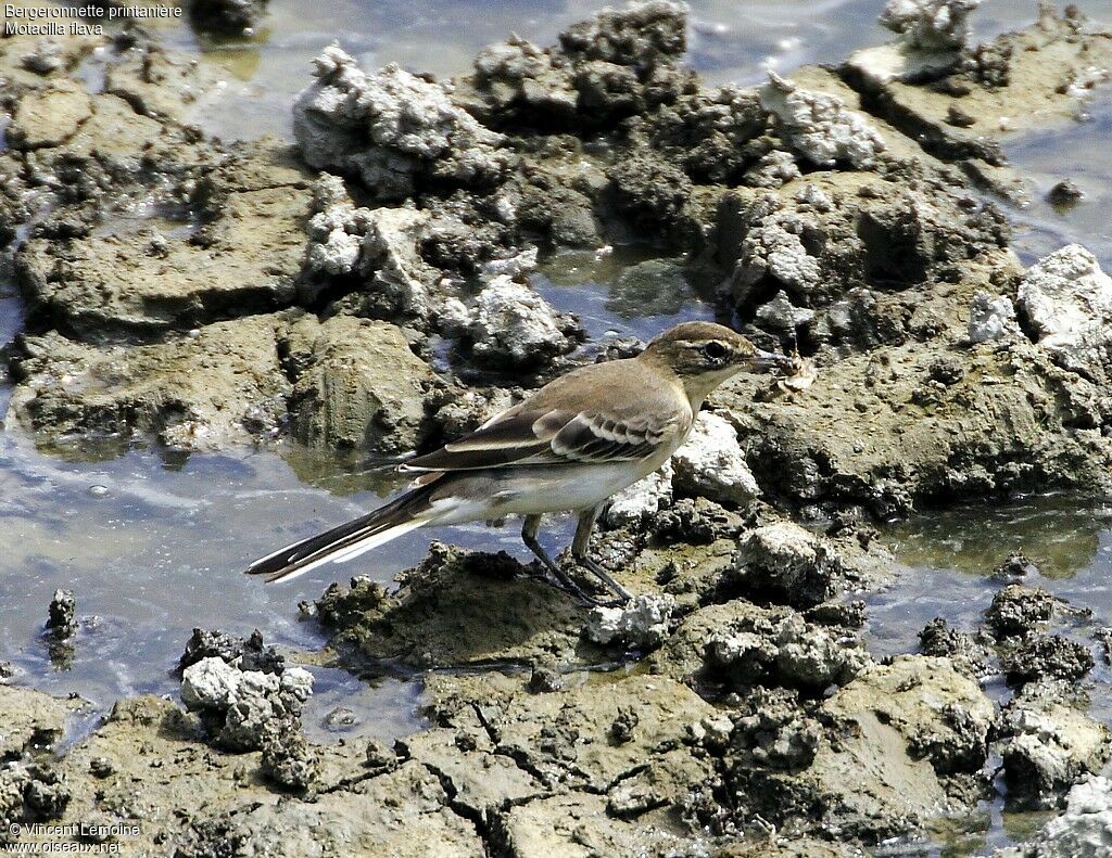 Bergeronnette printanièrejuvénile, identification