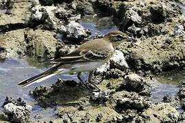 Western Yellow Wagtail