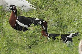 Red-breasted Goose