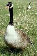 Canada Goose