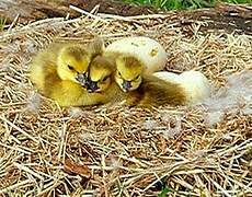 Canada Goose