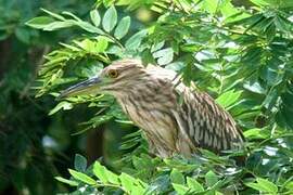 Black-crowned Night Heron