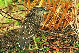 Black-crowned Night Heron