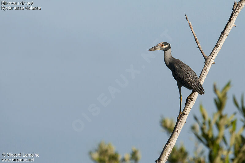 Yellow-crowned Night Heronadult