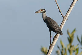 Yellow-crowned Night Heron