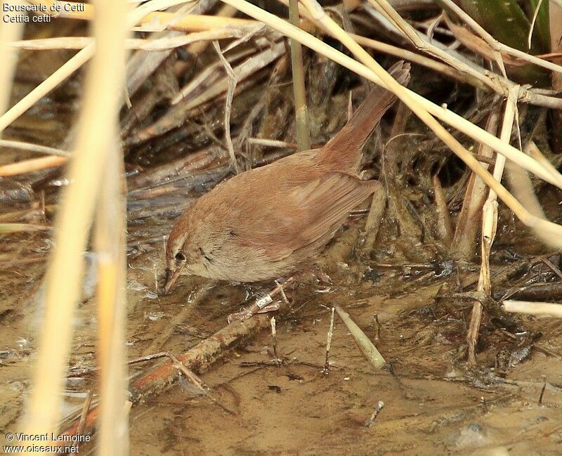 Bouscarle de Cetti