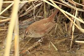 Cetti's Warbler