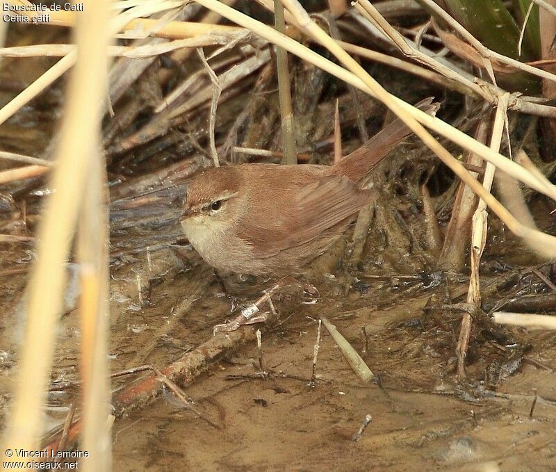 Bouscarle de Cetti