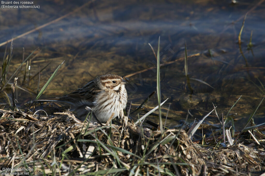 Bruant des roseaux