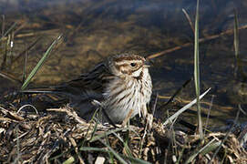 Common Reed Bunting