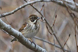 Common Reed Bunting