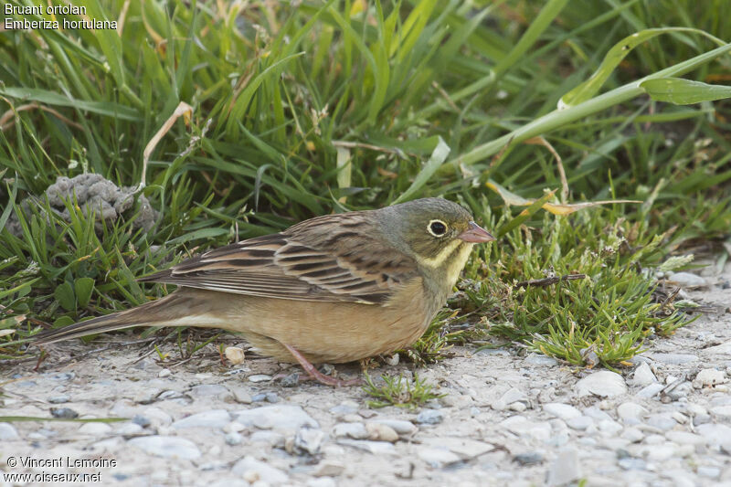 Ortolan Buntingadult