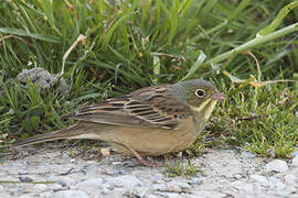 Ortolan Bunting