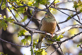 Ortolan Bunting