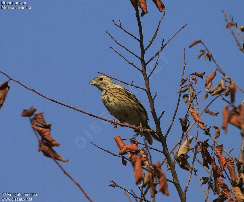 Corn Bunting