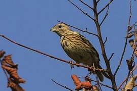 Corn Bunting