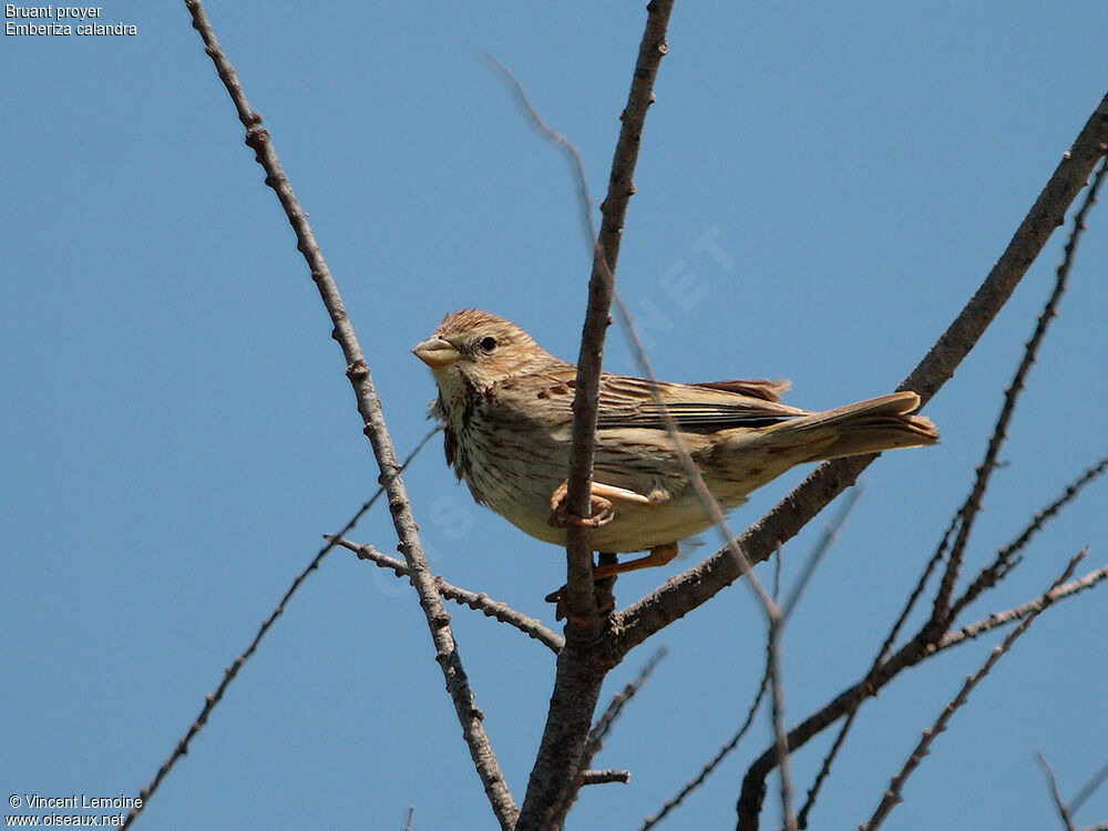 Corn Bunting