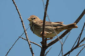 Corn Bunting