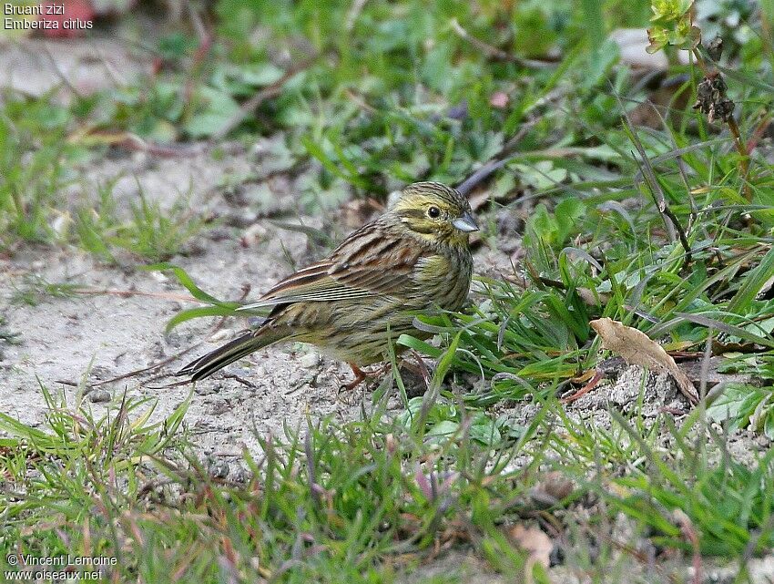 Cirl Bunting female adult