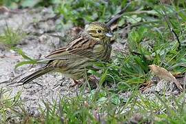 Cirl Bunting