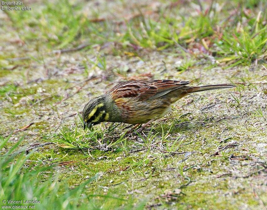 Cirl Bunting male adult