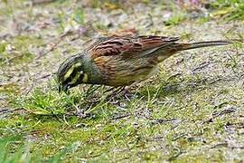 Cirl Bunting