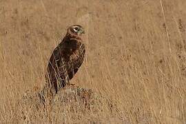 Montagu's Harrier