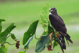 Long-winged Harrier