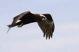 Western Marsh Harrier