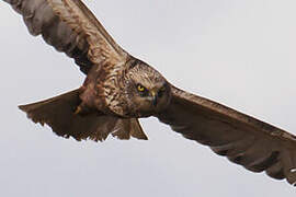 Western Marsh Harrier