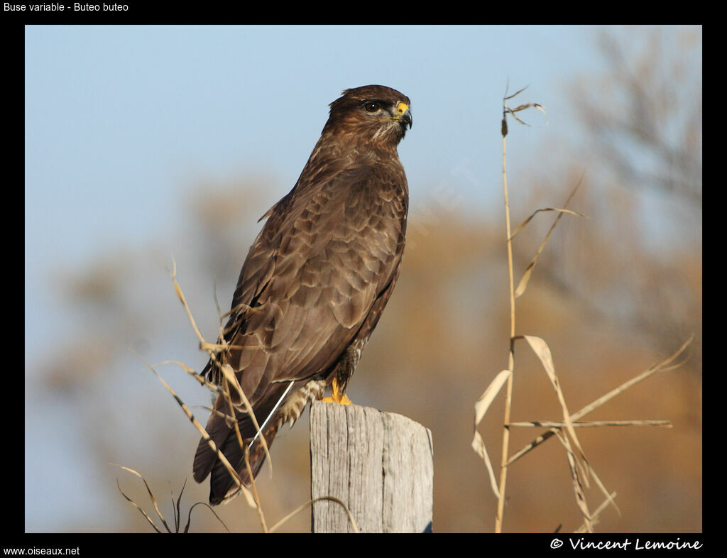 Buse variable