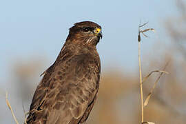 Common Buzzard