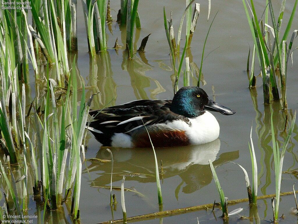 Northern Shoveler male adult breeding