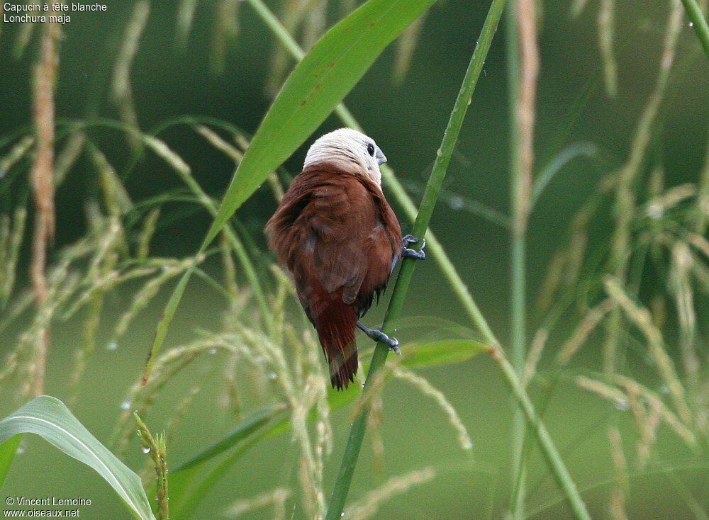 White-headed Munia