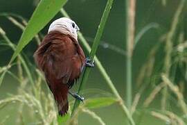 White-headed Munia