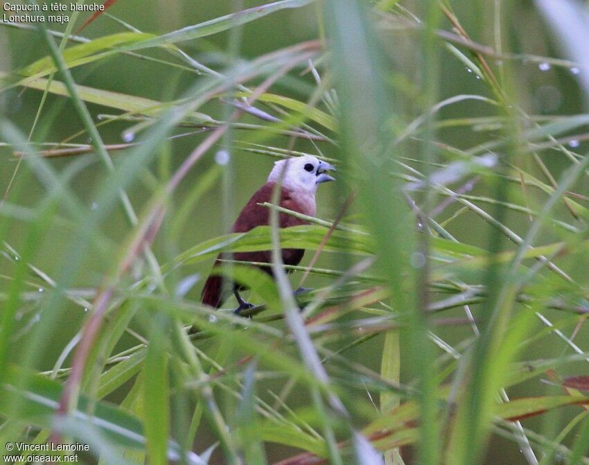 White-headed Muniaadult