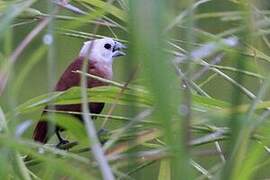 White-headed Munia