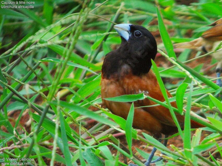 Chestnut Munia male adult breeding